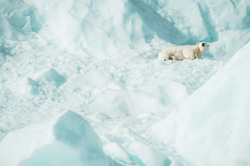 Polar bear spotted from Arctic expedition cruise ship in Svalbard