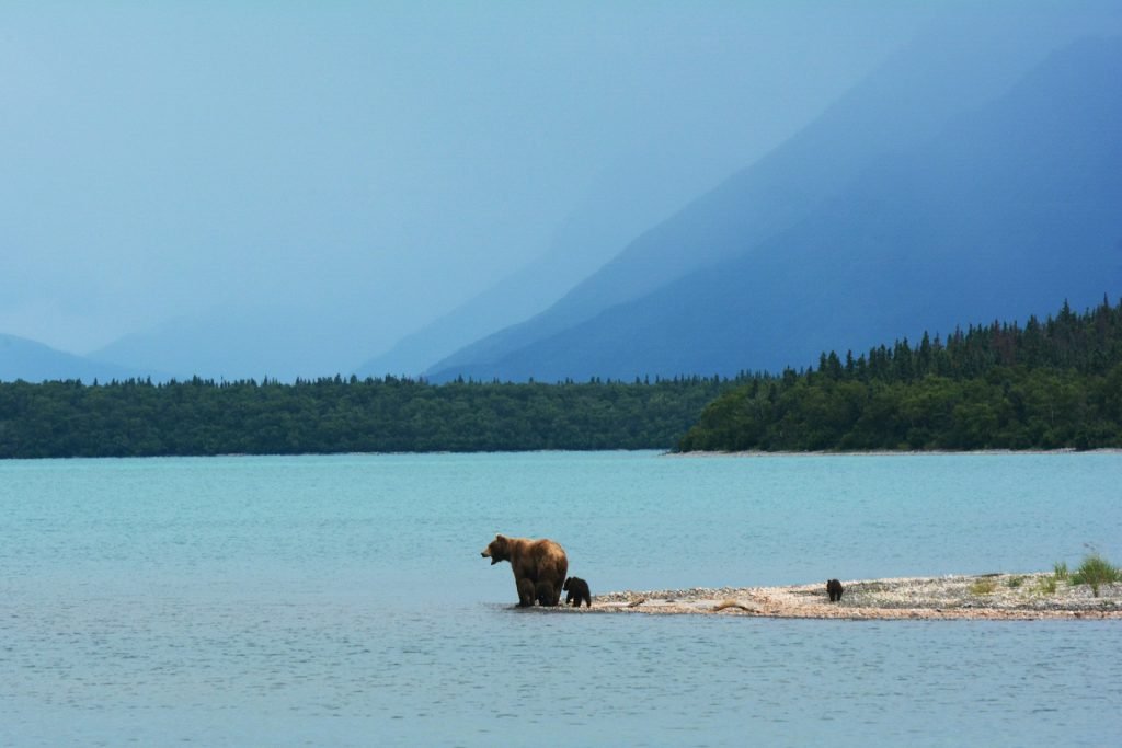 Alaska brown bear wildlife in coastal cruise region