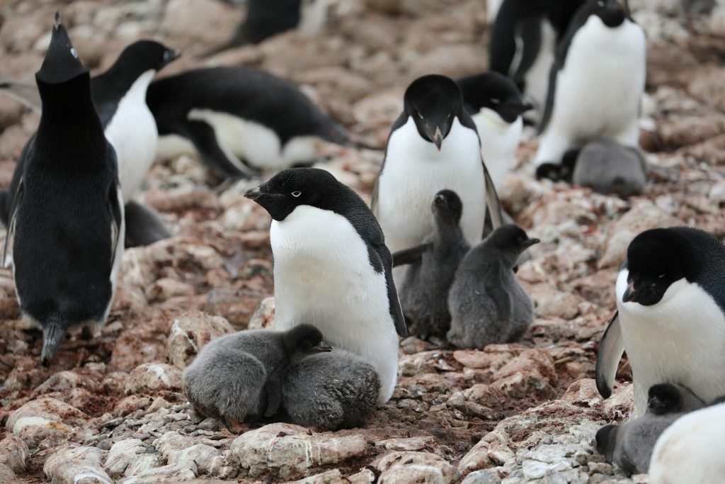 January penguin colony with chicks