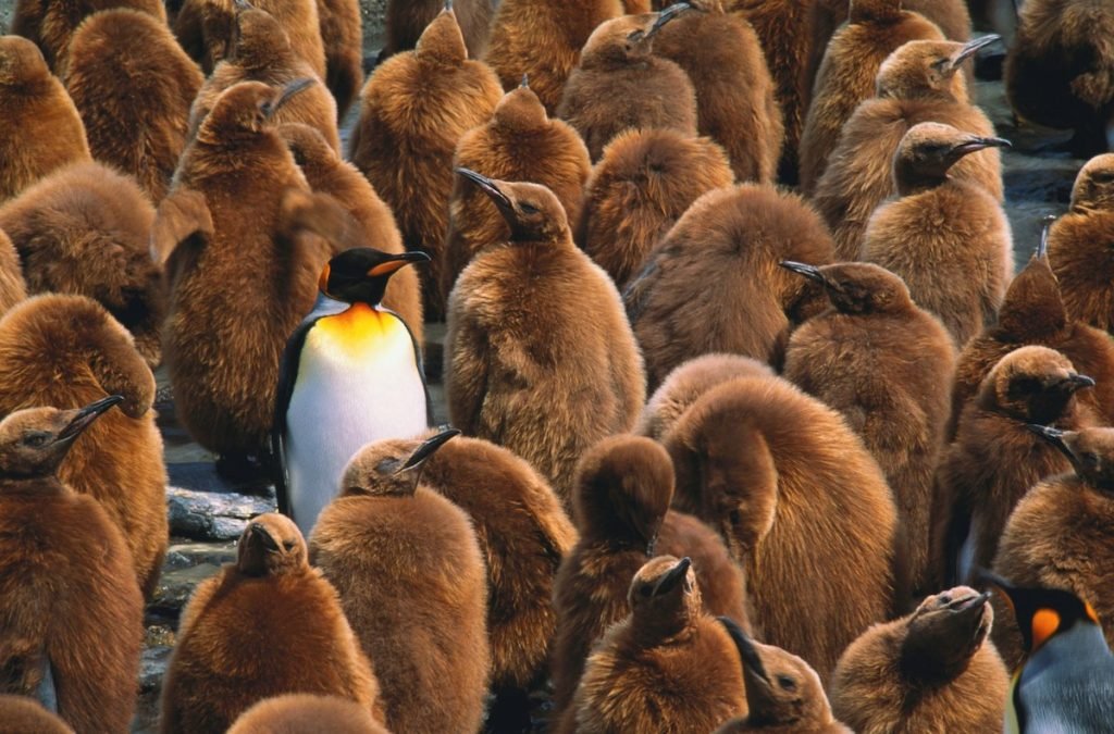 Penguin chicks in Antarctica during peak January wildlife season