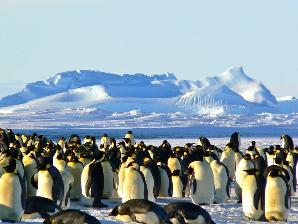 Penguin colony during affordable Antarctica cruise season