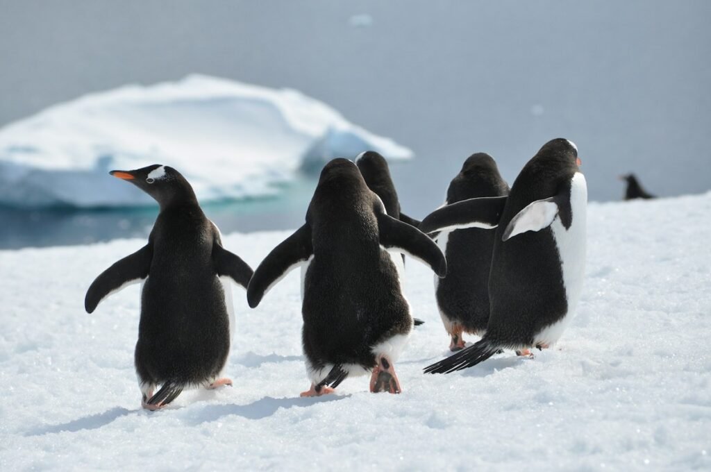 Penguin colony on the Antarctic Peninsula seen during an expedition cruise