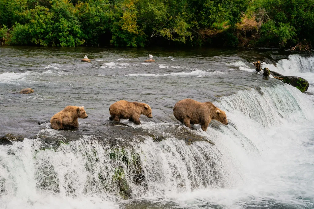 Alaska Inside Passage wilderness and coastal landscape