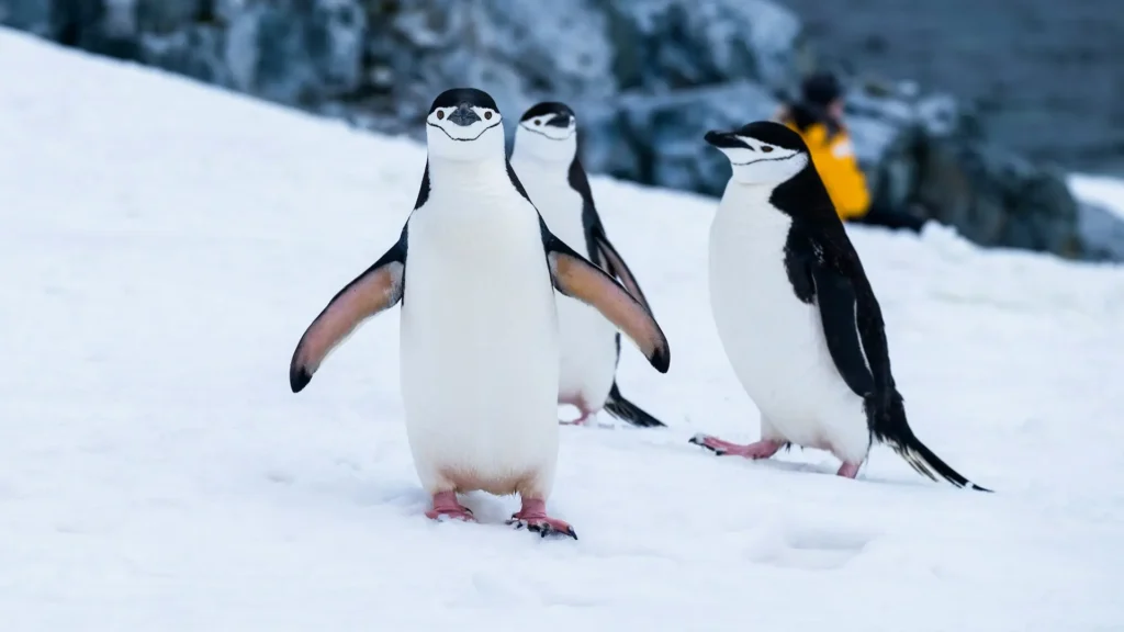 HX Expeditions Launches 2028/29 Season with 26 New Itineraries