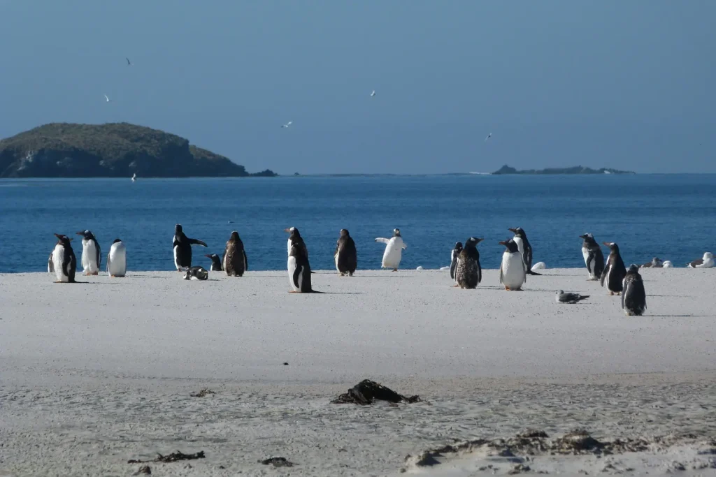 Penguins and Antarctic landscape in South Georgia